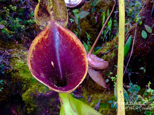 3D2N Mount Trus Madi Climb