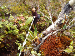 4D3N Mount Trus Madi Climb